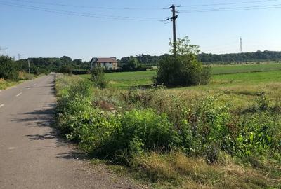 Teren Periș, Ilfov, Padurea Scrovistea - 4