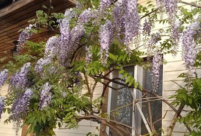 Vand casa cu teren. - 1