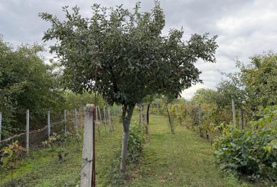 Casa de vinificatie in Viile Tieamului Carei - 29
