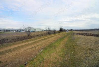 Teren intravilan 3.500 mp Jebel, la 20 min de Timi?oara - 1