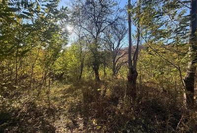 Teren langa pădure 6400mp-casa demolabile-deschidere 35 ml - 7