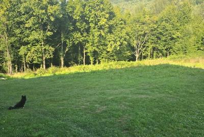 Spațiu comercial, în Văliug - 2