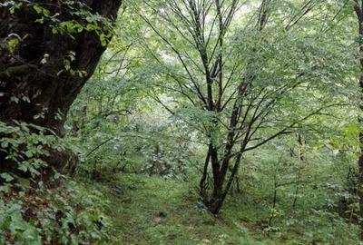 Teren în Central - 8