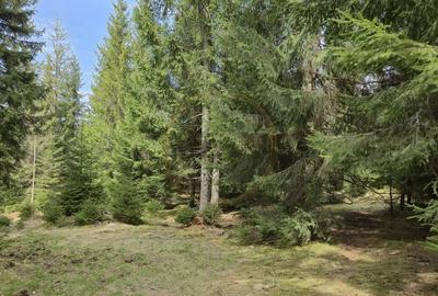 Terenuri cu PUZ, 700 - 1000+ mp, in Marisel, la 400 m de partia de Ski - 3