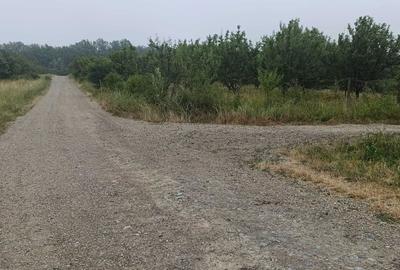 Spațiu comercial, în Lugoj - 11