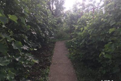 Casă cu 3 camere cu Teren 2538 Mp în Salonta - 3