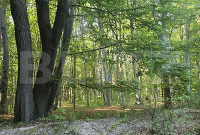 Teren extravilan de 1250 mp, în Făget