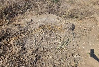 Teren intravilan 5.450 mp - Strada Castanilor, Ciorogârla - zonă rezidențială în - 3