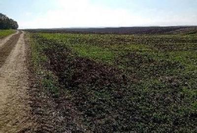 Teren de 6700 mp, în Bârlogu - 2