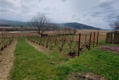 Casa de vanzare cu gradina aproape de Onesti - 9