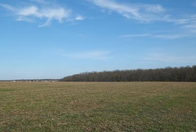 Teren în Găneasa - 7