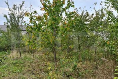 Casă cu 6 camere cu Teren 3000 Mp în Dărmănești - 1