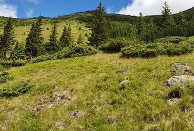 Teren de 1100000 mp, în Nucșoara - 2