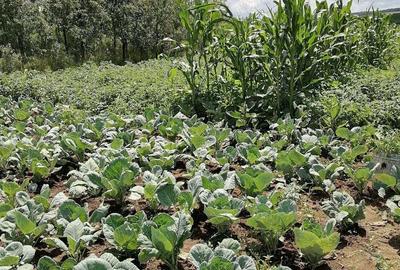 Casa noua cu mansarda si 1.24 hectare teren intravilan - 7