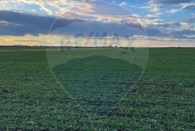 De vanzare Teren agricol 10.800 mp Gruiu / IF - 6