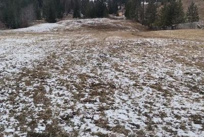 Teren de 10000 mp, în Sadova - 2