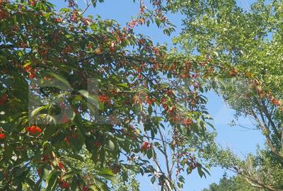 De vanzare conac boieresc, anul 1880, 3 ha teren, 1200 mp co - 5