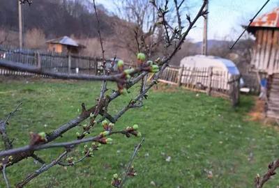 Teren de 860 mp, în Corbi - 5
