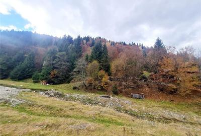Teren intravilan panoramic 4.600mp,view iconic Piatra Craiul - 1