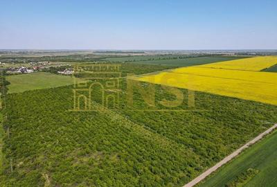 | TEREN INVESTITIE | 10Ha ADUNATII-COPACENI | AEROPORT | - 7