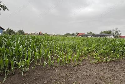 Casa Diosig - teren 1438 mp - front stradal 19 m - 11