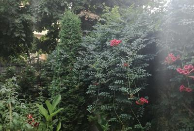 Inchiriez camera spa?ioasa in interiorul unei case la curte Bucure?tii Noi - 2