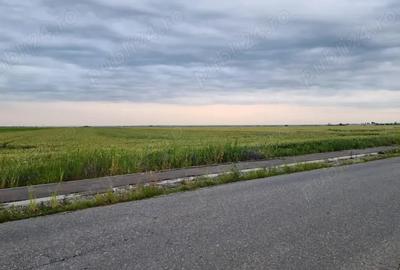 Teren de 30000 mp, în Filipeștii de Târg - 6