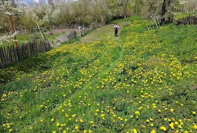 Teren de 959 mp, în Valea Doftanei - 3