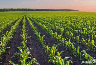 Spațiu comercial, în Cauaceu - 1