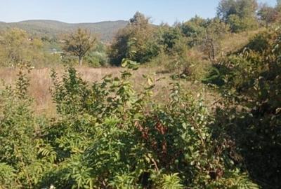 Teren intravilan de 3150 mp, în Moigrad-Porolissum - 3