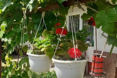 Casă cu 1 camere în Sântandrei - 1