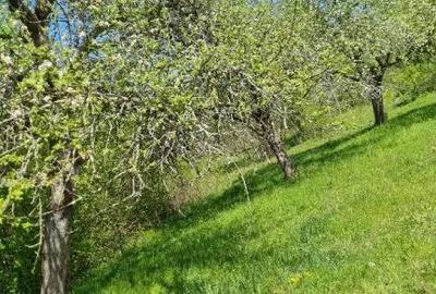 Casă cu 3 camere în Avram Iancu (Vârfurile) - 5