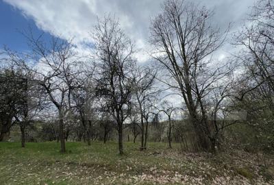 Vand casa cu 1 ha de livada in Carmazanesti - 2