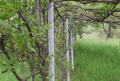 Vand casa cu 2  cam. +dependinte in Ceoasul de Campie Vand casa cu 2  cam. +dependinte in Ceoasul de Campie - 10