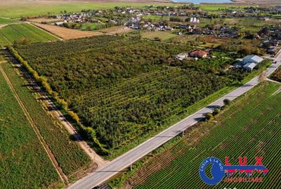 Teren de 44999 mp, în Sabangia - 14