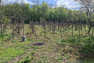 Casă cu 2 camere în Central - 4