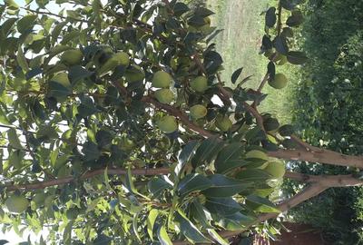 Vand casa la ?ara - 5