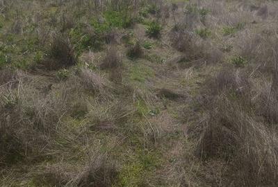 Teren de 1500 mp, în Lumina - 2