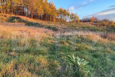 Teren Intravilan 1670 mp, in zona-Copou, Viticultori - 4