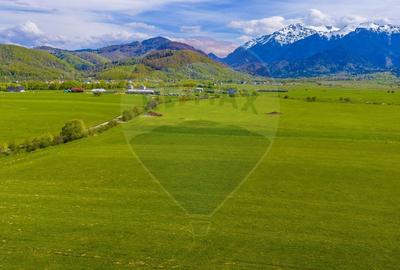 Teren agricol extravilan de 3000 mp, în Pănicel - 5
