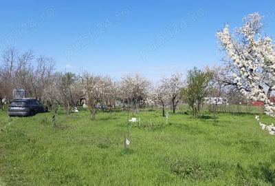 PF Inchiriez salas teren 4500 mp Arad spre Turnu ideal pt stup albine sau altele PF Inchiriez salas teren 4500 mp Arad spre Turnu ideal pt stup albine sau altele - 1