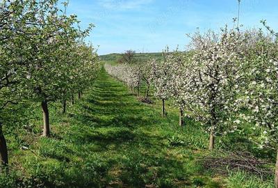 Teren de 1000 mp, în Berchez - 7