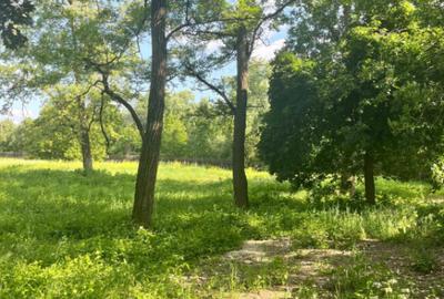 Teren extravilan, 10000 mp, Vicovu de Sus - 6