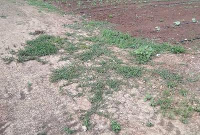 Teren de 8012 mp, în Remetea - 1