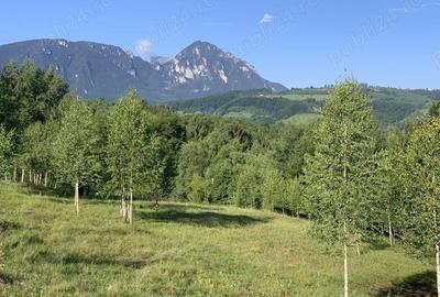 Teren de 4069 mp, în Poiana Mărului - 9