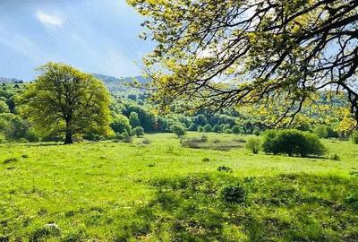 Teren de 15600 mp, în Cheișoara - 1