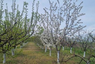 Teren de 2000 mp, în Dridu - 6