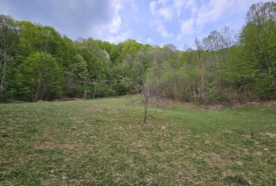 Teren intravilan 1454 mp la marginea padurii zona locuita de case! - 11