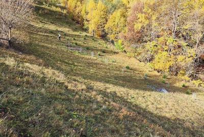 Teren de 9862 mp, în Șimon - 6