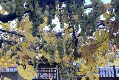 Casa de vanzare in Vadu Crisului - 3